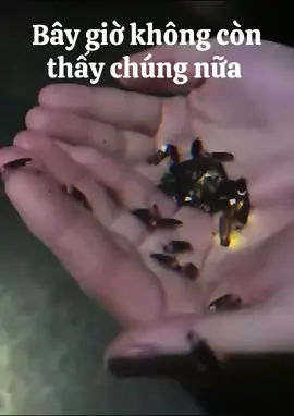 Mọi người còn nhớ con này không ạ?? 🙂 #domdom #dom #tiktok #tiktokviral 