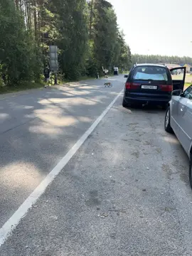#беларусь #литва #погранпереход #каденция #дальнобой #домой 