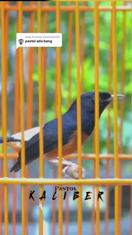 Membalas @jokomandra351 ready boskuuu, silahkan di amankan. Materi istimewa, volume tembus, idola kita semua #CapCut #muraiprestasi #muraibatumania #muraibatumedan #muraibatuindonesia #mediaburung #sragen #sragen24jam #murai #cinematicburungmuraibatu #viralvideo #fyp #viral #fypシ゚viral #cinematic #lepastrotol #pastolprestasi #pastolmuraibatu #lombaburung #lombaburungberkicau #gantangan #cendet #cendetalbino #cendetmaniaindonesia #cendetmania #albino #leucistic #kamade #masteran #masteranburung 