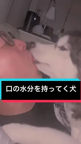 口の中って舐められるよね、 水分を取ってたのか！#ハスキー #シベリアンハスキー 
