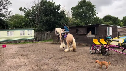 Poor nell always gets it 👀😂 stormsy feeling a bit fresh! 🐎💨😂 #kaylzferriscobshorses #fypage #fyp #fypシ゚viral #cob #stallion #stallionatstud #freshcob #palominostallion #bouncy 