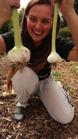 Elephant garlic is something else 😂😂 #garlic #harvest #elephantgarlic #organic #organicgardening #nodig #homegrown #horticulture #gardening #growyourownfood #nutrition #health