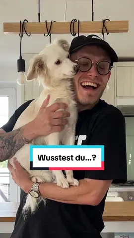 Wusstest du, dass 😽+😺+🐶= kleinkriminelle Gäng 😱 Aber das muss nicht sein!  Anzeiqe:  Aktuell bei den Amazon Prime Days gibt’s die Ring Kameras im Angebot! 2 Kameras für 64,99 € anstatt 119,98€ günstiger wird es nicht für diese Kameras. Damit hast du deine Fellnasen zu Hause oder auch im Urlaub immer im Blick. Ich pack euch den Link mal in meine Bio. Schaut der gern mal vorbei.  #hund #ring #ringtravel #urlaubmitring #hundeaufinstagram #Vlog #comedy #haustiere #katze 