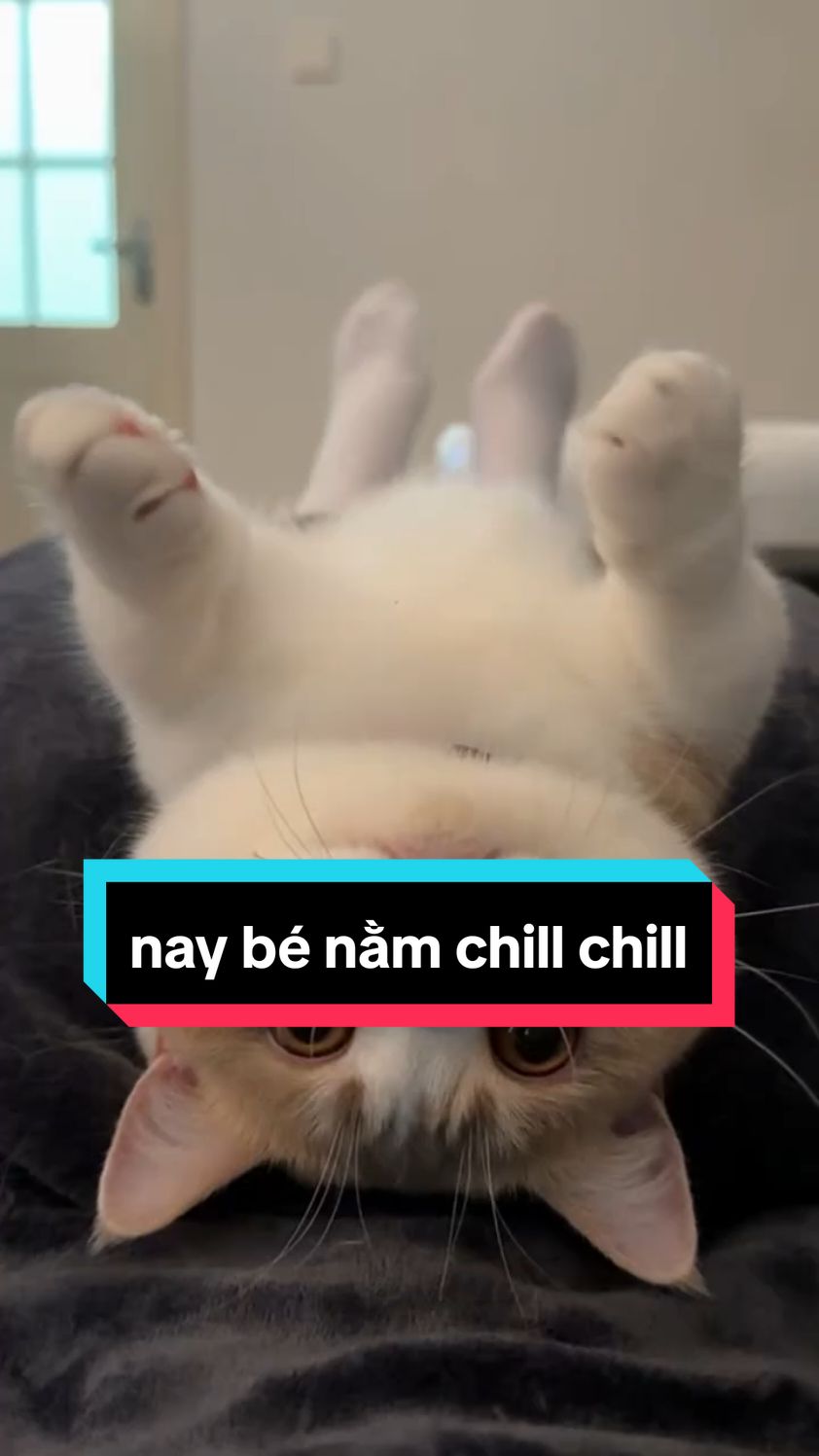 nằm chill #mèo #meow #mèocam #xuhướng #trending #thinhhanh #đángyêu #dễthương 