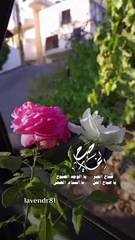 صباح الخير يا الوجه الصبوح ✨🌸❤️#صباح_الحب #صباح_الورد #صباحكم_أحلى_صباح #شعر #حب #عشق #غزل #تصميم_فيديوهات🎶🎤🎬 #viral #تصويري #explore #lavendr81 #احبك #تاغ_للحب #منشن_للي_تحبه #CapCut 