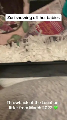 Throwback of Zuri, mum of our Middle Earth Locations Litter showing off her babies March 2022 #ferrets #ferretlife #ferrettok #ferretmom #ferretsoftiktok #ferretvideos #fuzzbutts #ferretcare #ferret #ferretnoodles #ferretlove #fyp #ferretkits #babyanimals #cute 