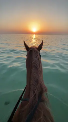 #خيل #خيل_وخياله🐎 #خيل_فروسيه_حب #خيل_عربي #فروسيه #خيل_عربي_اصيل 