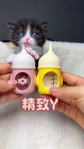 Children have to live exquisitely since childhood.#cuteanimals #funnycat #catsoftiktok #ca 