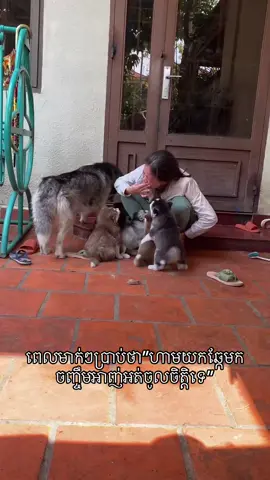 ឥលូវវិញ ដាក់អោយកូនអាញ់សុីនៅ😒😒 #fyp #trending #dogsoftiktok #dog #husky 