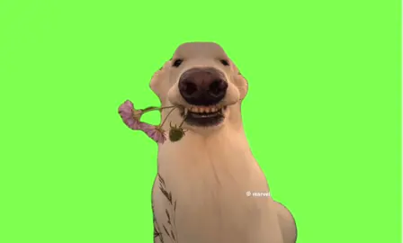 告白🤍 #ミーム素材 #fotyou #cutedog#告白#ラブ#capcut 