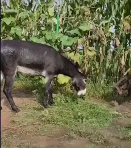 Unique battle between a donkey and a predatory hyena in a closed nature reserve in Vietnam 😳...🎥_  (1)