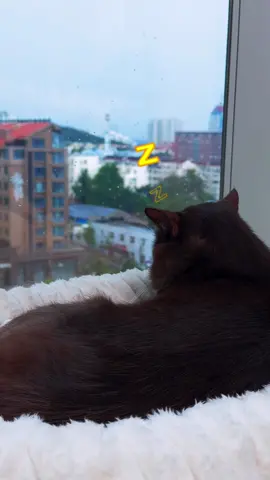 Rainy days and companionship go better together#cat #cute #fyp #spray #spraybrush 