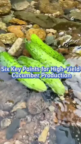 #garden #gardening #gardeningtips #planting #farming #plants #vegetablegarden #cucumber 