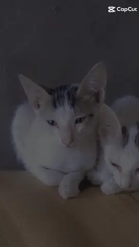 Door jandi dekh mere Dil sehem Da# viral video# for you