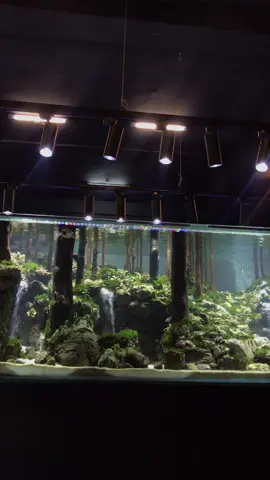 Paradise in the aquarium ☘️ #aquariumfish #aquascape #waterfall #nature 