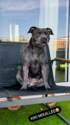 Kiki🤭🤭🤭#chien#staffy #staffysoftiktok #dogsoftiktok #dogs #dogsofttiktok #dogsofttiktok #trend#rrendingvideo #trendingsong  @Tata Hala 