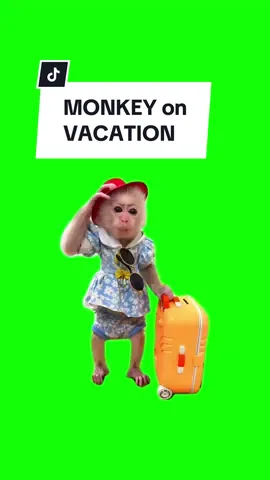 #CapCut MONKEY on VACATION. #greenscreen #greenscreenvideo #greenscreenoverlays #fyp #fypシ #fypage #fypppppppppppppppppppppppppppppppppppppppppppppppppppppppppppppppppppppp #fyppage #fypシ❤️💞❤️ #meme #memes #memestagram #freefirememe #memepage #viral #viralvideos #viralreels #viralvideo #viralpost #meme2024 #trend #trendy #trending #trendingreels #trendtiktok #trendingtiktok #trendy #viralmeme 
