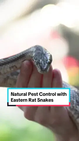 Did you know that eastern rat snakes can provide natural pest control? These snakes will eat rodents, but they’re currently endangered in Massachusetts due to habitat loss and other human activities. They also act as both predator and prey, making them essential components of native New England ecosystems. #Snake #Zoo #Reptile #EndangeredSpecies 