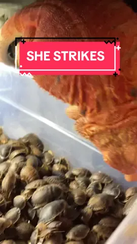 Typhlosion loves those dubia roach after being seasoned with our bee pollen powder. Remember Tylphosion, only 4-6 roachss today.  #beardeddragon #beardeddragons #foryoupage #fyp #tiktok #surprise #fyp #tiktok #beardeddragonlife #dragon #pokemon #reptile 