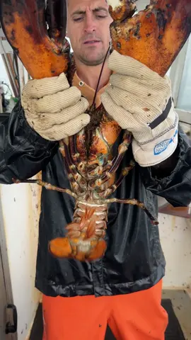 Go shed old man! 🦞 #maine #lobster #fishing #commercialfishing #interesting #DidYouKnow #educate #learn #biglobster 