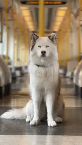 The Main Character🥀 #dogsoftiktok #husky #doglover #train #tfl #fyp #foryou #foryoupage #dogphotography 