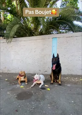 🔥🐾🐺#dog #Love #malinois #power #foryou #pitbull #chien 