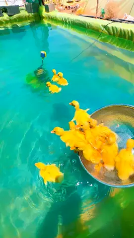 صيصان البط😍🐥🌊#دواجن #الجوف_طبرجل #اكسبلووووورررررررررررررررر 