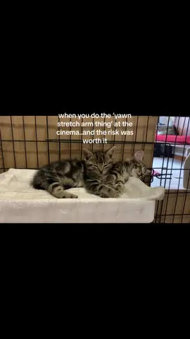#viral #fyp #foryou #kittensoftiktok #kittens #cute #girlfriend 