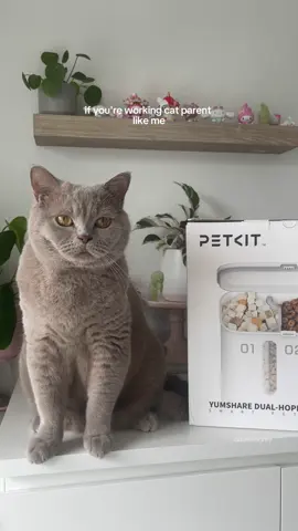 If you’re a working cat parent like me, you know how it feels when you want to ensure your fur babies are being fed on time. Enter PETKIT’s YumShare Dual-Hopper Smart feeder with camera. Thank you @PETKIT for kindly sending us this purrfect food dispenser 🩵💫 Smart feeder features we love: 🐾 easy set up - scan QR code for tutorial 🐾 app for remote monitoring and motion capture  🐾 two way interaction with built-in camera 🐾 can control food portion amount via app PETKIT is having a prime sale today! Click on the link in my bio to save up to 45% off <3  . . . .  #fyp #cat #catlover #bbymisogrey #britishshorthair #catsoftiktok #greycat #ilovemycat #catloversclub #meow #funnycat #cute #petlove #catmemes #chonk  #cutecat #lifewithacat #catvideos #adorableanimals #catlife #catmom #kitten #petcare #petkit #smartpetsupply #YUMSHAREfeeder #petsupplies #feederwithcam {british shorthair grey cat kitten lilac bsh cute pets fur baby meow food}