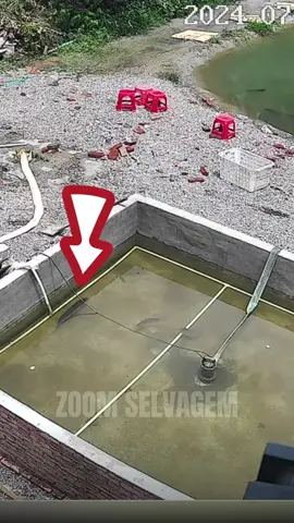 O que esse peixe foi absurdo 🤯 #animal #peixe #curioso 