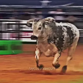 Air time não perdoa nunca 💀🙅🏻‍♂️ . . . #airtime #tourobravo #touroderodeio #pbr #eua #boi #atletadepulos #rodeio 