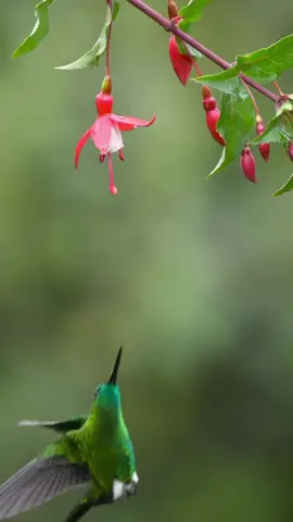 Beautiful hummingbird | schöner Kolibri #beautiful #hummingbird The most beautiful collection of the wonderful world of the animal kingdom.  Short videos of the beautiful and loveable animal world, for the animal loving community, with selected music as background for a great experience. All shorts are meant to be peaceful and children friendly content.  The channel is about funny animals, cute animals, Pets, funny cats, funny dogs, cute cats, cute dogs, funny video, wild animals and all about animals. Here you find cute animal moments, funny dog clips, precious cats shorts, viral pet videos, trending animal clips and in general the best clips and shorts of animals and pets of the internet.  Die schönste Sammlung der wunderbaren Welt des Tierreichs.  Kurze Videos aus der schönen und liebenswerten Tierwelt, für die tierliebende Gemeinschaft, mit ausgewählter Musik als Hintergrund für ein tolles Erlebnis. Alle Kurzfilme sind als friedliche und kinderfreundliche Inhalte gedacht.  Auf dem Kanal geht es um lustige Tiere, niedliche Tiere, Haustiere, lustige Katzen, lustige Hunde, süße Katzen, niedliche Hunde, lustige Videos, wilde Tiere und alles über Tiere. Hier findest du niedliche Tiermomente, lustige Hundeclips, wertvolle Katzenvideos, virale Haustiervideos, trendige Tierclips und generell die besten Clips und Kurzfilme von Tieren und Haustieren im Internet.   Vet Zentrum Zürich Letzigrund  https://vetzentrum-zurich.ch #vet  #tierarzt  #tierarztpraxis  #pet  #cute  #zurich  #vetzentrum  #animals  #animallovers  #tierliebhaber  #animalcommunity  #viral  #foryou  #trending  #nature  #tiere  #fyp  #wildlife  #beautiful  #beauty  #art  #life  #funnyanimals  #animalsworld  #video  #funny  #cuteanimals  #best  #animals #travel  #World  #animalvideos  #animalslove  #happy  #babyanimals  #naturelovers  #family  #kidsvideo  #Love #coolest  #amazing  #cutepets  #follow  #popular  #friends  #smile  #explorepage  #Bestvideo  #madeforkids  #madeforfamily  #fun  #music  #explore  #reelstrending  #animaloftiktok #reels 