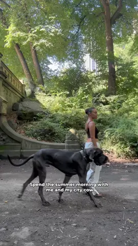 Its been SO LONG i made a #morningroutine video!! I have missed sharing our walkies and dastardly noodlings with you. #greatdane #nyc 