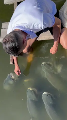 #valdemir  encantador de peixe gigante 