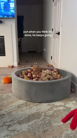 Every dog needs a ball pit 😂 #ballpit #dogtoy #funnydogsoftiktok 