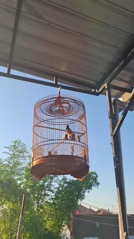 rutinitas di pagi hari hu 🐦 #kicaumania #kicaumaniaindonesia #kicaumanianusantara #kicau #murai #muraibatu #muraibatuindonesia #burungmahal #fyp #fypシ #pyf 