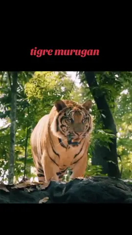 una de las escenas más triste..#viralvideo #viraltiktok #tigre #indu #muvie 
