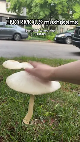 Great day #mushroom #mushrooms 