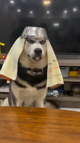 Samurai Dog  #samurai #katana #japan #x #ninja #art #martialarts #anime #ps #bushido #budo #sword #golok #japanese #manga #suzuki #tni #kenjutsu #samuraisword #polri #warrior #pedang #iaido #playstation #offroad #kendo #ronin #goloksembelih #forhonor #gaming #funny #funnymemes #funnyvideos #funnymeme #funnyshit #funnypictures #instafunny #toofunny #funnyposts #funnyvideo #funnyaf #funnyquotes #funnycat #funnypics #ifunny #funnyface #pubgfunny #funnyfaces #funnydog #sofunny #funnytumblr #funnycats #funnymoments #funnypic #fortnitefunny #funnypost #funnydogs #tumblrfunny #funnytextpost #funnymemesdaily 