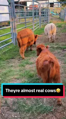 Theyre turning into REAL cows🥹🤣🐮 #poppyandpetunia #posieandpumpkin #minicowsoftiktok 