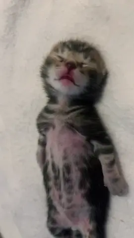 eepy baby #kitty #catsoftiktok #fypシ 