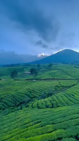 masya allah indah nya 🥺🥰 #fypシ゚viral ##pagaralamgunungdempo #kebunteh #pemandangan 