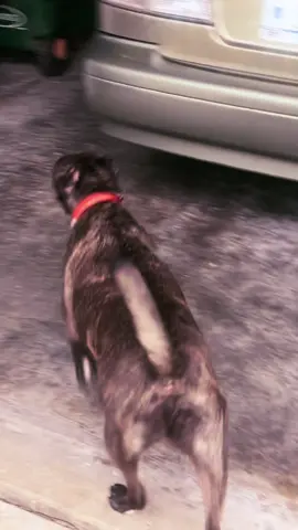 #CapCut My dog is Human #viraltiktok #mansbestfriend #staffy 