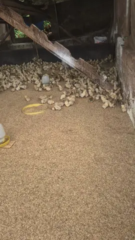 gà 1 tuần tuổi. 