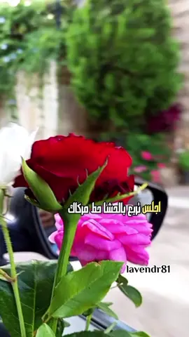 #اجلس_تربع_بالحشى_حط_مركاك #قوالب_ابوغلا #اكسبلور #نادرالشراري #تصويري #viral #lavendr81 #قوالب_الفخامة✨ #تصميم_فيديوهات🎶🎤🎬 #شيلات #CapCut 