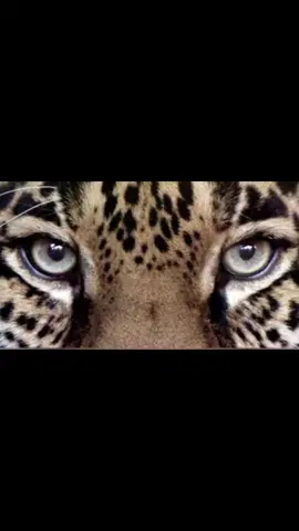 #leopard #phanter #tiger #chita #whithetiger #eyes #myeyes #animals #kings #jungle #kingsofthejungle👑 #beauty #beautifuleyes #smokyeye #aura #style #viral 