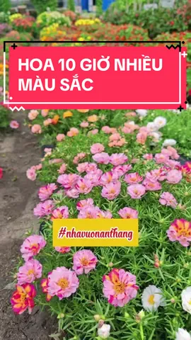 Hoa 10h nở đẹp, mix nhiều màu #nhavuonthangan #nhavuonanthang #hoadepbonmua #hoamuoigio #hatgionghoamuoigio 