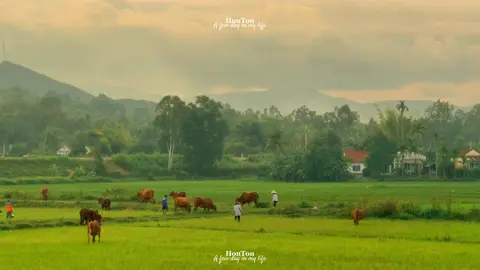 Có phải ai cũng bận kiếm tiền đến nỗi quên mất quê hương ? …🏡 
