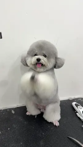 Lạy hoài luon mỗi lần qua là mỗi lần lạy 😀😀😀#oreopetsalon #tiktokgiaitri🤣🤣 #bichonnhatranloc #tiktokgiaitri24h✔️ 