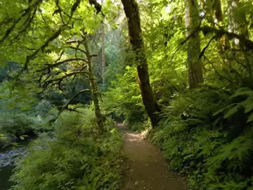 #fyp #foryou #nature #naturecore #natureaesthetic #aestheticvideos #forest #waterfall #foryourpage 